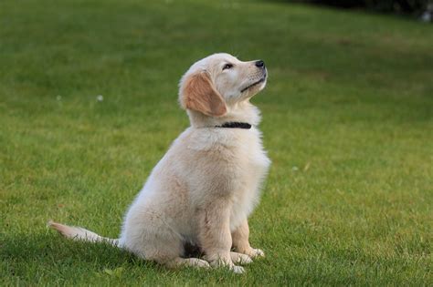 The golden retriever dog breed one of the most popular family dogs in the us. Golden Retriever Training in Los Angeles | Golden ...