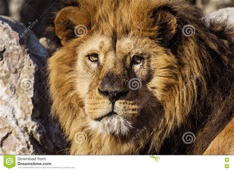 Male Lion Portrait On Savanna Safari Stock Photo Image