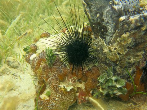 Long Spined Sea Urchin Jonathan Freedman