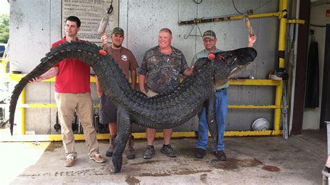 Record Alligator Catch In South Georgia 13 Foot Gator Nabbed On Lake