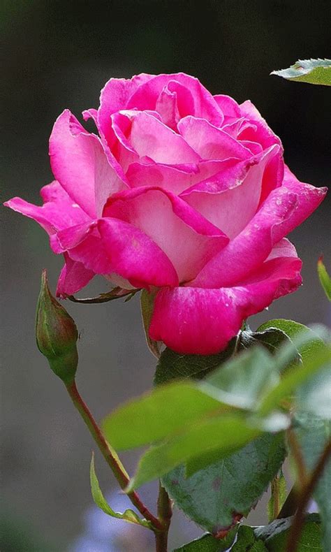 Wonderful Flowers  Decent Image Scraps Rose Animation Rosas