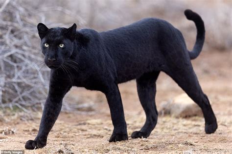 Extremely Rare Black Leopard Becomes The Ever To Be Photographed In