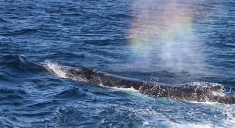 Video Whale Spray Rainbow Out Of Its Blowhole Beautiful And Weird Nature