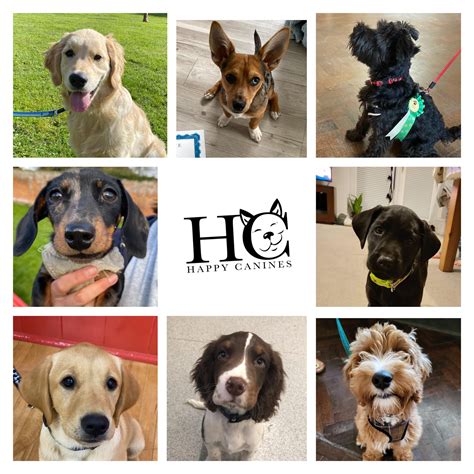 Happy Canines - Dog Training
