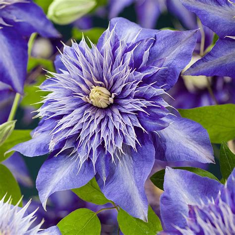 Since clematis is a vine, it is usually grown on some kind of support. Clematis- Multi Blue - Buy Plants Online | Pakistan Online ...