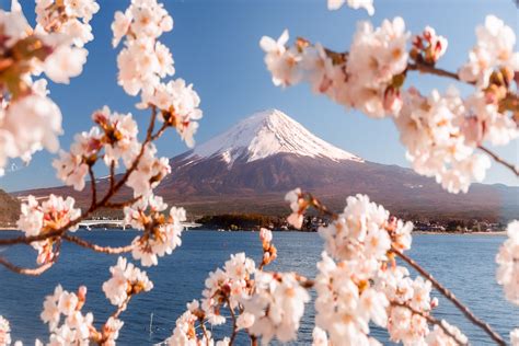 (depending on the weather condition). Top 10 photo Spots for Cherry Blossom in Japan - Loic Lagarde