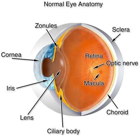 Pictures Of Ciliary Body