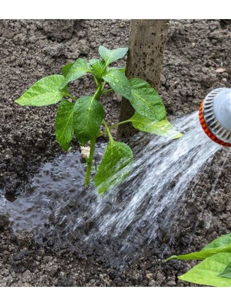 How Often Should I Water My Garden Burpee