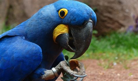 Parrot Beak Care 101 Knisleys Pet And Farm Center
