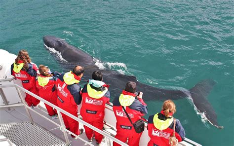 Akureyri Classic Whale Watching Activity Iceland