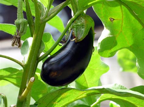 Eggplant Cultivationbrinjal Improved Varieties And Commercial Importance