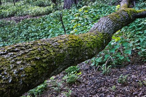 Fallen Tree In The Forest Green Moss And Green Plants Grow In A Wild