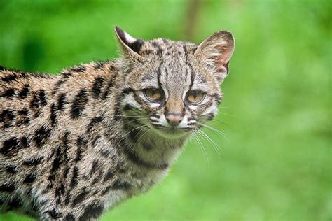 The Margay A Beautiful Wild Cat Of Central And South America Owlcation