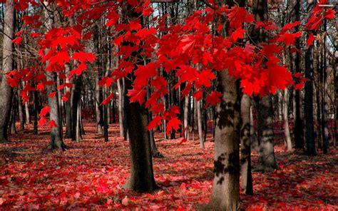 Maple Tree Wallpaper Hd Beautiful Pictures Of Country Canada 161705