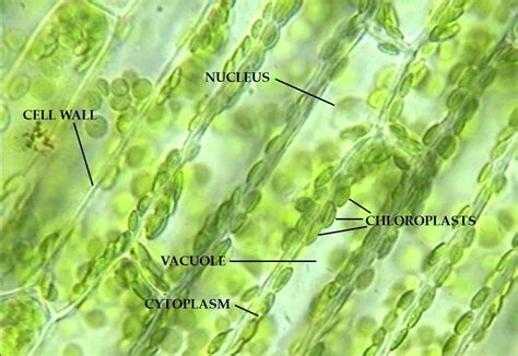 Single Plant Cell Under Microscope