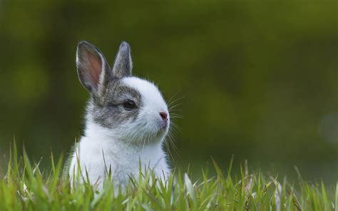 Conejos Domésticos Y Razas De Conejos Enanos
