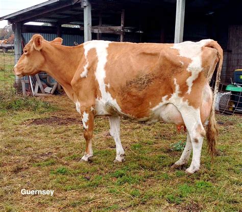 Guernsey Jersey Cattle Jersey Cow Dairy Cattle