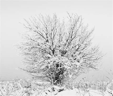 Winter Tree Stock Image Image Of Snow Solitude Frost 18042973