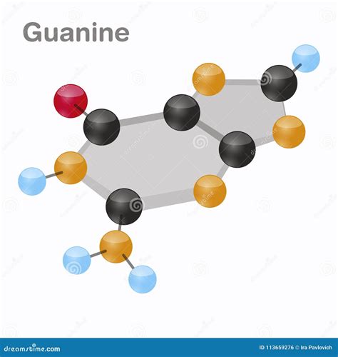 Guanine G Gua Nucleobase Chemical Formula And Skeletal Structure Cartoon Vector