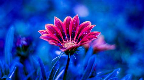 Beautiful Flower Red Flowers Dew Petals Blue Background 4k Ultra Hd