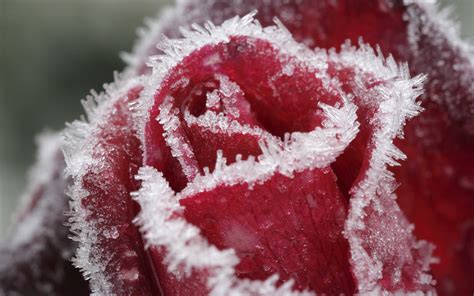 Hintergrundbilder Blumen Rot Schnee Winter Eis Frost Rosa