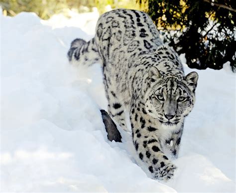 Snow Leopard Spirit Animal Guide Totem Symbolism And Meaning What