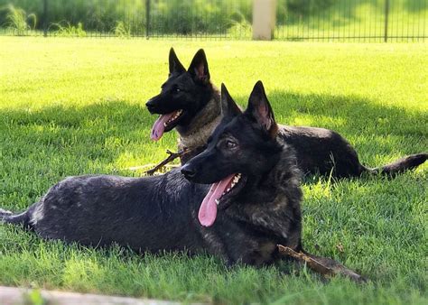 Police Trained German Shepherds For Sale Adventure Weekend Getaway