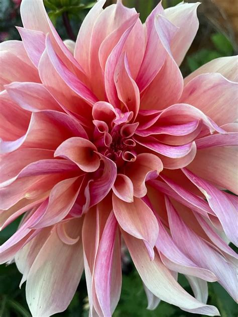 10 Beautiful Dahlias Chosen For You Gardening With Harmony