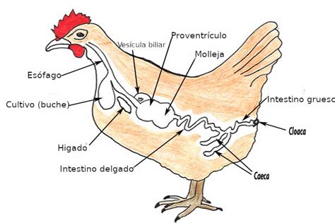 Emoción Gallo Evaluación Sistema Digestivo De Las Aves Resumen