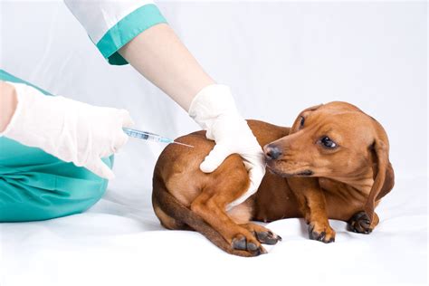 Browse all low cost pet vet salaries by category. 6 Ways to Get Help with Vet Bills - Lower the Costs of ...