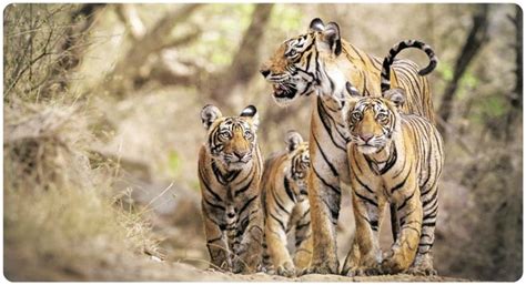 Cbi Registers Initial Probe Into Tiger Poaching Incidents In