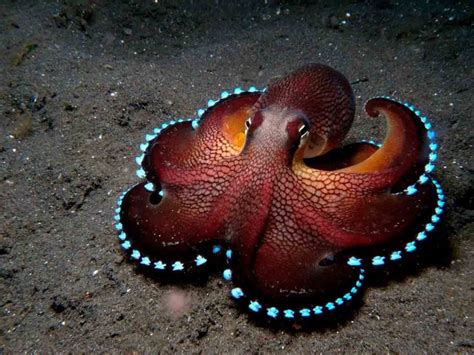 Sealife Spotlight 20 Octopus Facts You Didnt Know Finding Sea Turtles