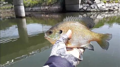 Bluegill And Bass Fly Fishing Youtube