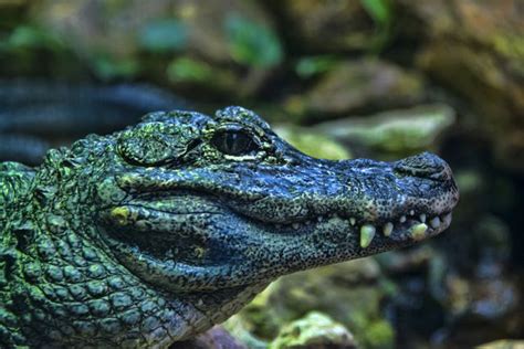 15 Amazing Facts About Alligators