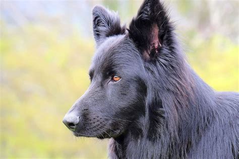 Blue German Shepherd All About This Unique Dog Breed