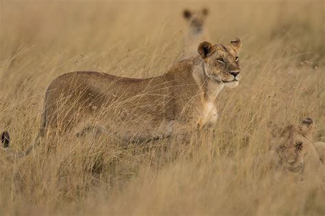 This site provides total 1 english word for löwin. Löwin in der Savanne Foto & Bild | tiere, wildlife, kenia ...