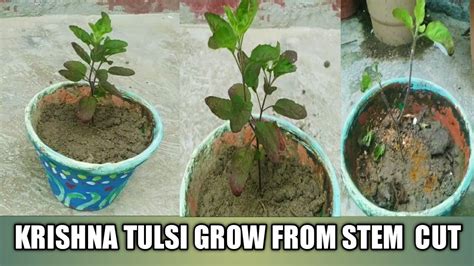 Krishna Tulasikrishna Tulsi Plant Growing Tipskrishna Tulsi Plant