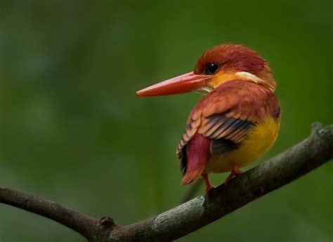 Oriental Dwarf Kingfisher Panti Forest Malaysia Bird Images From