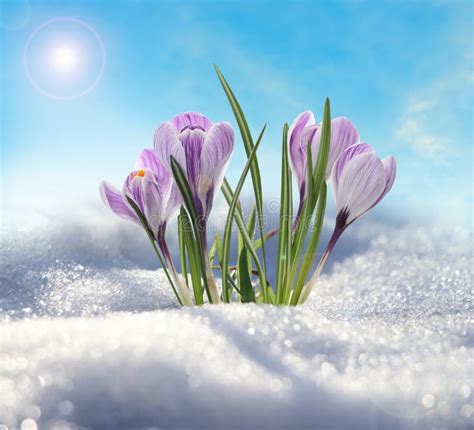 Beautiful Spring Crocus Flowers Growing Through Snow Outdoors Stock