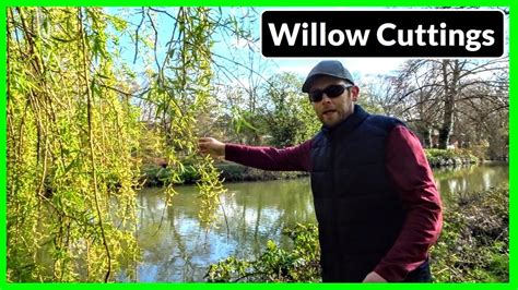 how to propagate and grow weeping willow trees from cuttings complete process youtube