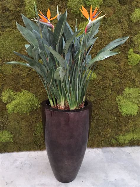 Strelitzia Plant Combination Plants From Our Own Nursery In A Pot From