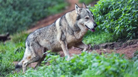 Iron Walking The Male Wolfdog Walking In His Enclosure Tambako The