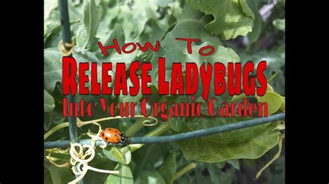 How To Release Ladybugs Into Your Garden Youtube
