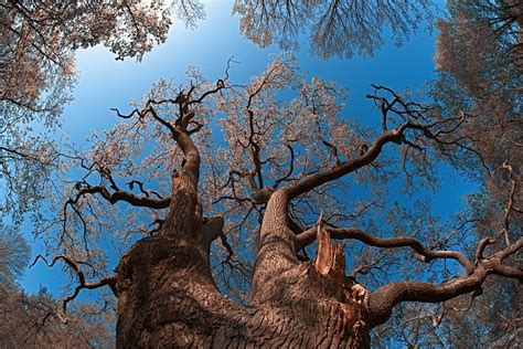 Interesting Old Tree Download This Photo By Kevin Grieve On