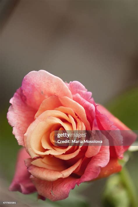 Blossoming Climber Rose Aloha Hawaii High Res Stock Photo Getty Images