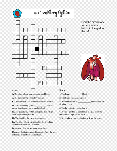 2 (539 bone (osseous tissue) 17 one of the five major functions of the skin; Bone Anatomy Crossword - Calf Anatomy / Play this game to review human anatomy.