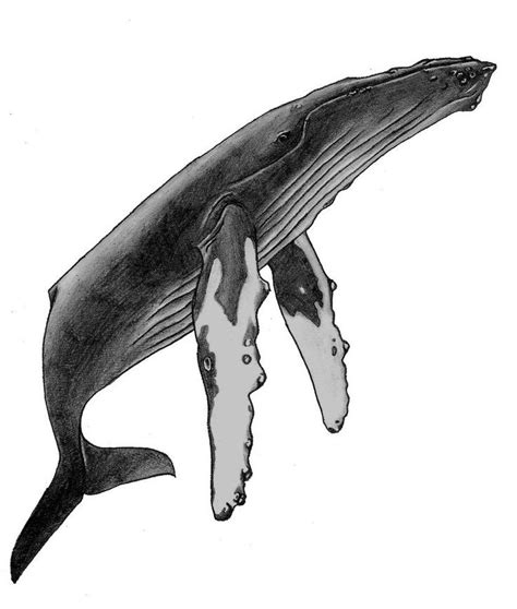 Humpback whale belongs to the baleen whale. Humpback Whale - Ethan Mann | Arte baleia, Tatuagens de ...
