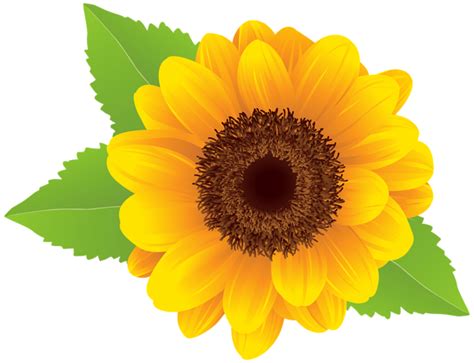 Free 300 Transparent Background Sunflower Clipart Sunflower Png Svg Png