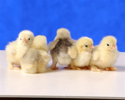 White Cochin Bantams Chicks For Sale Cackle Hatchery