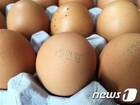 살충제 계란 제주도 타 지역산 계란 전면 반입금지 뉴스1